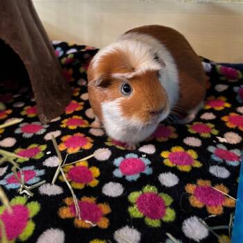 Rescue Guinea Pig Guinea Pigs for Adoption in South Burlington, Vermont - Trixie | PetCurious